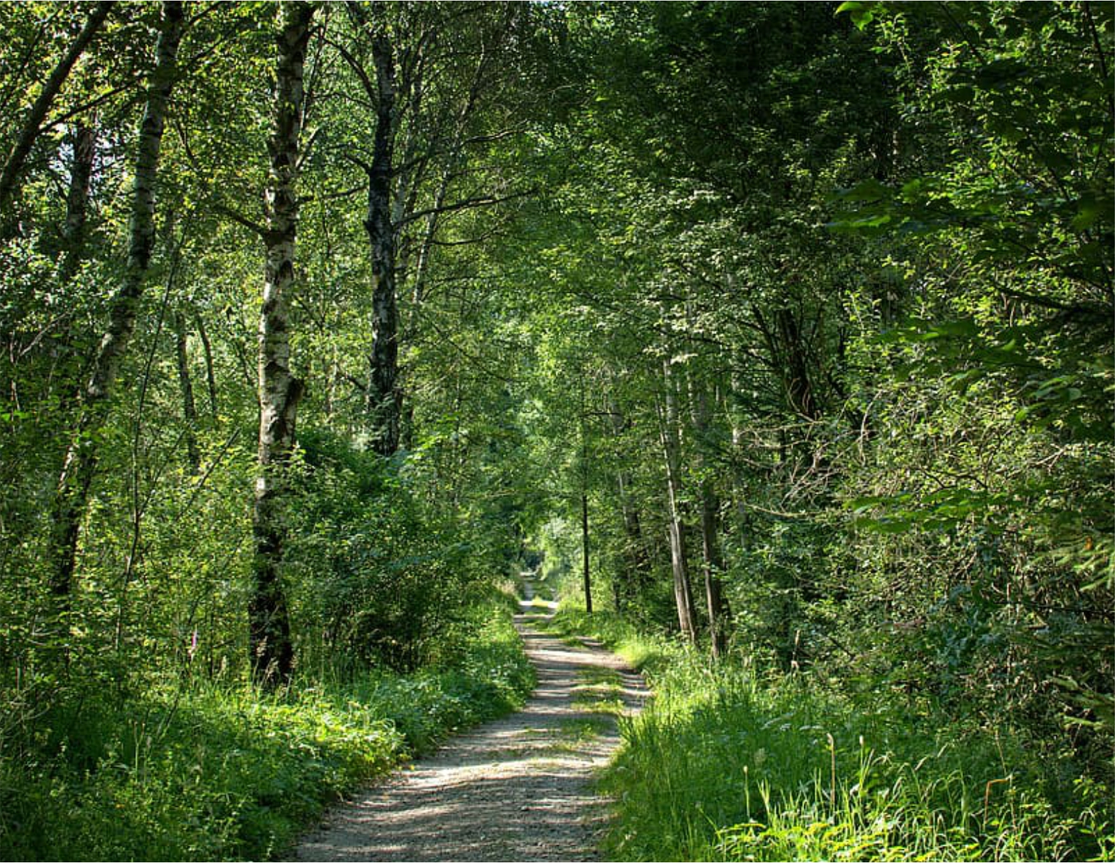 Nature Walks