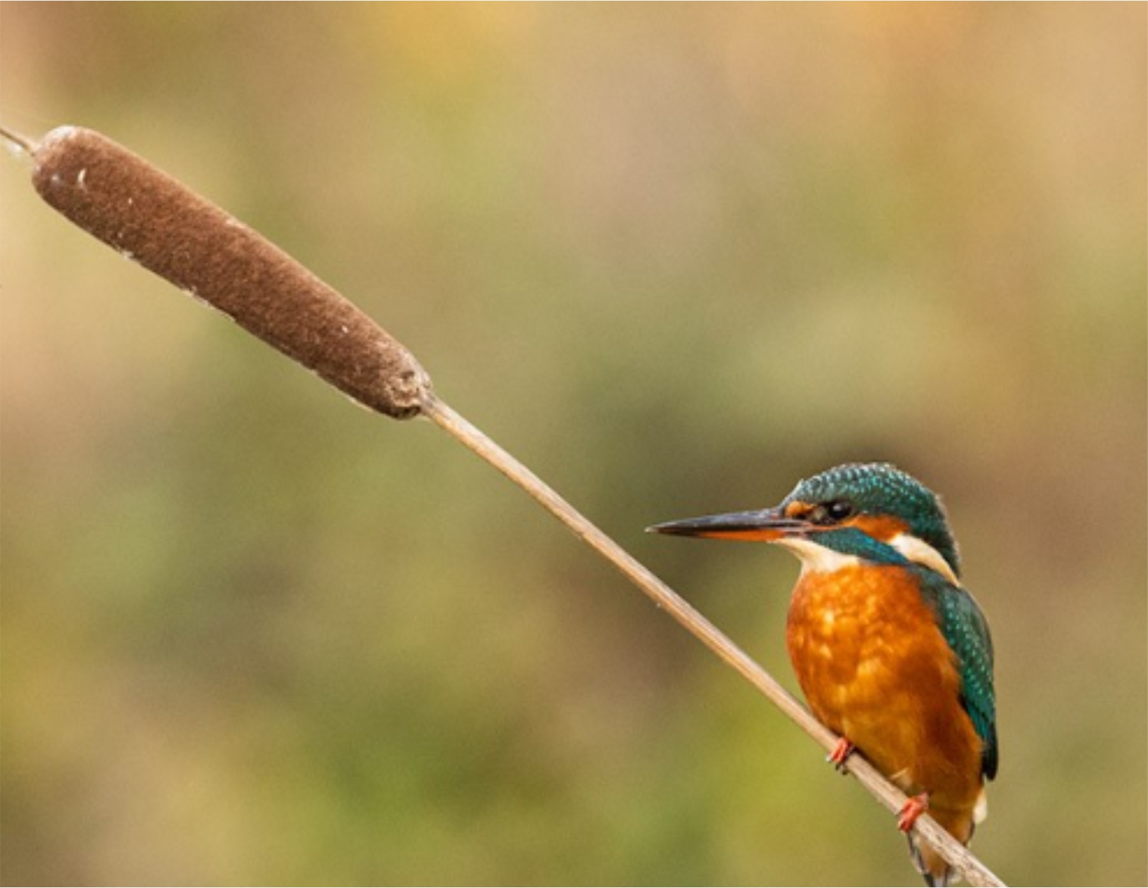 Bird Watching